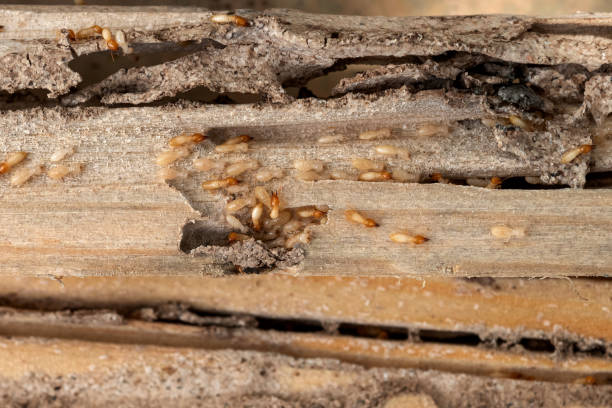 Best Affordable Pest Control Services  in Rutherford, TN
